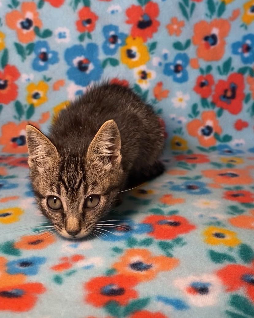 F-K-11 Caspian, an adoptable Tabby in Billings, MT, 59101 | Photo Image 2
