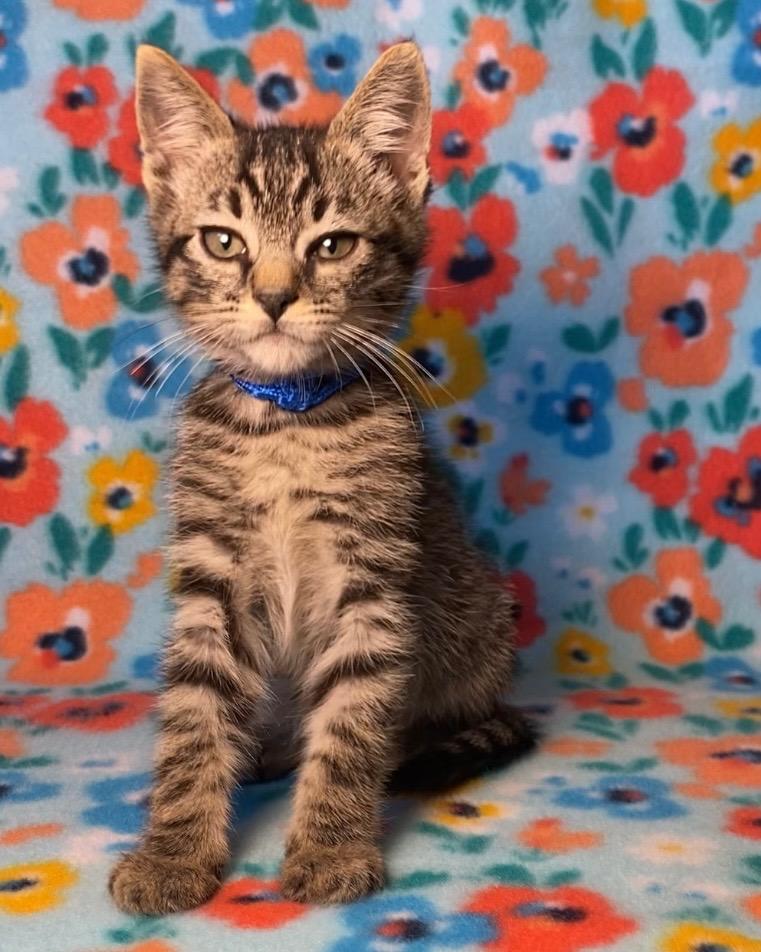 F-K-11 Caspian, an adoptable Tabby in Billings, MT, 59101 | Photo Image 1