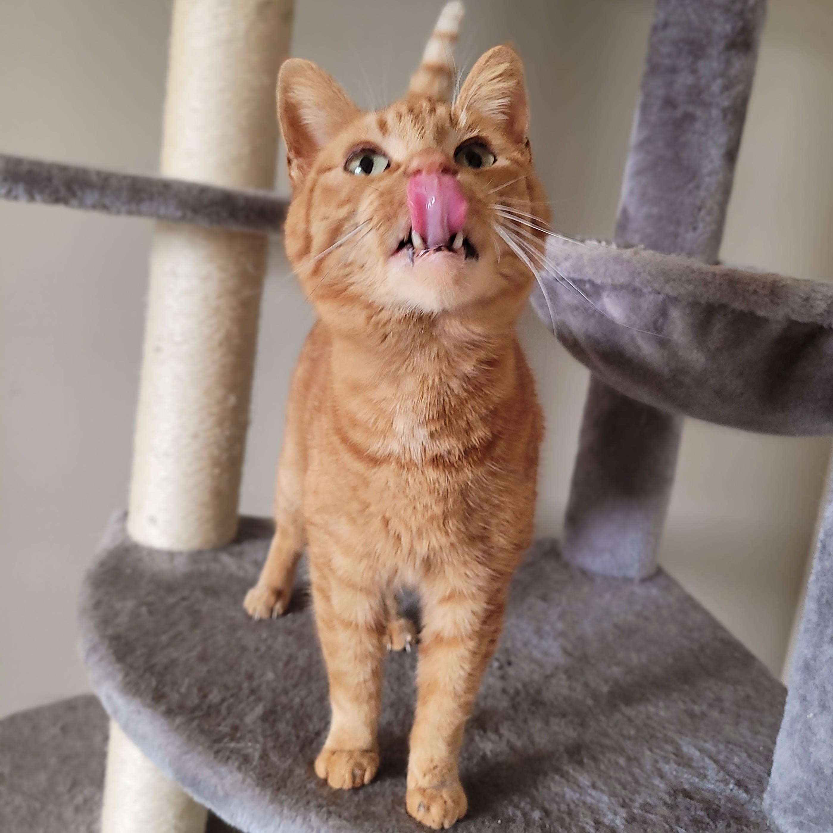 Enlarge Bonita, a ADOPTABLE Domestic Short Hair in Indianapolis, IN image 5/6