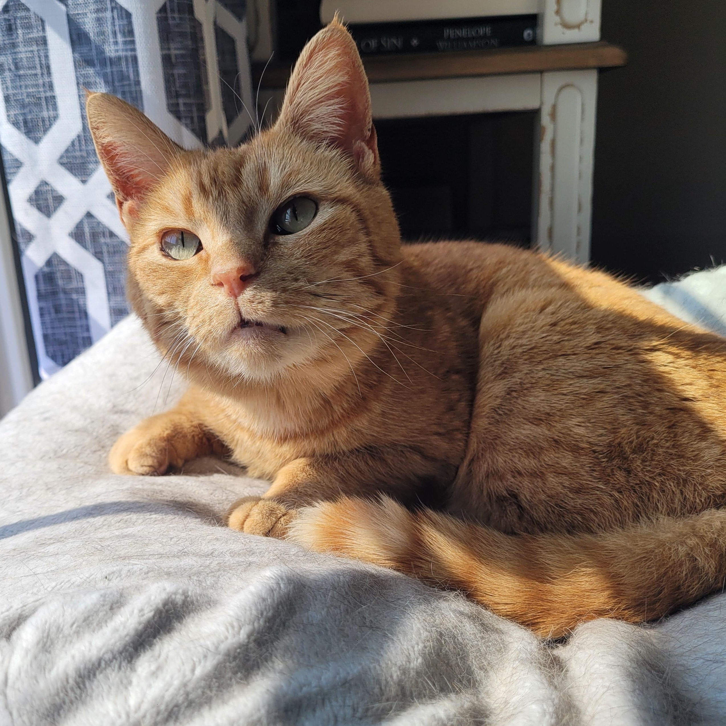 Enlarge Bonita, a ADOPTABLE Domestic Short Hair in Indianapolis, IN image 1/6