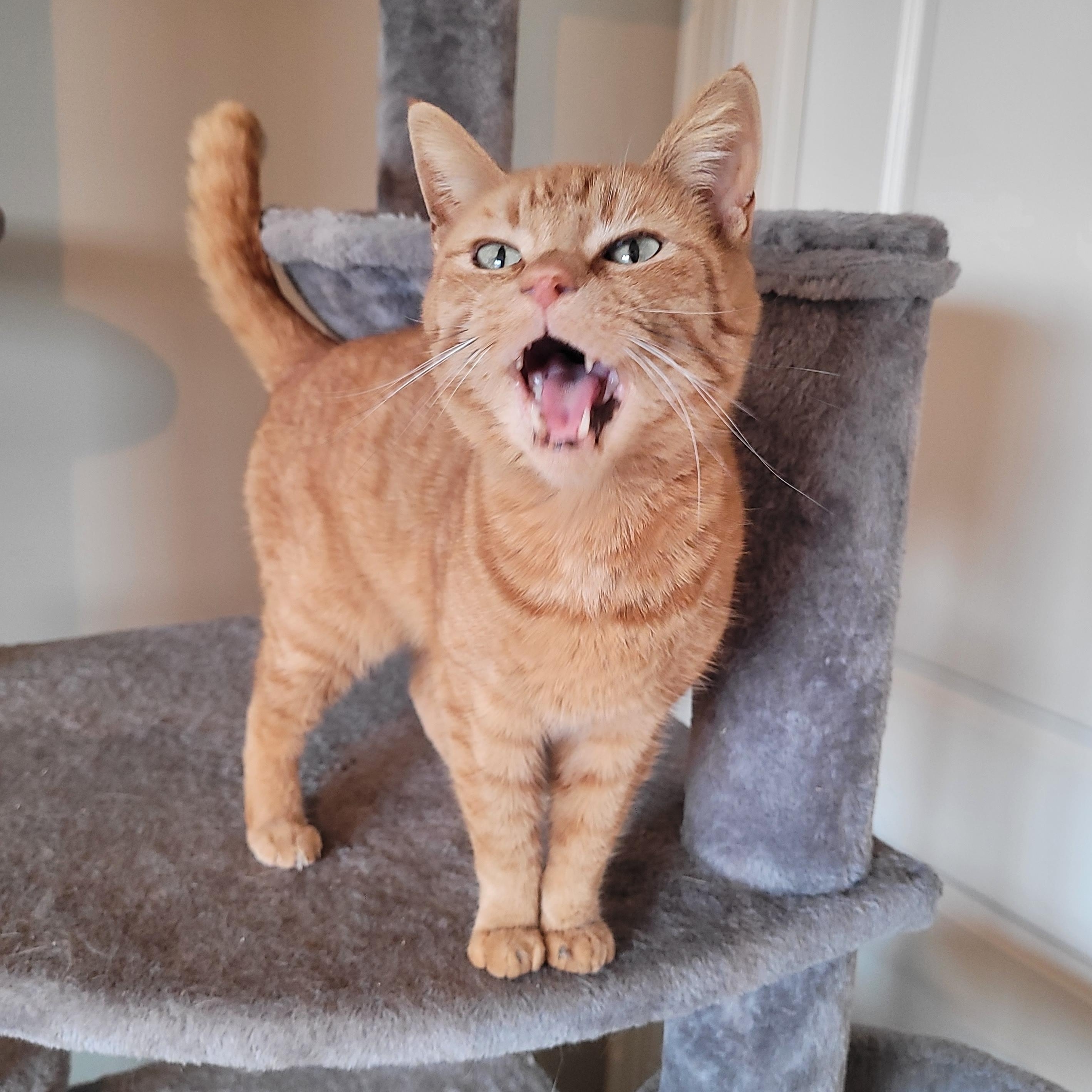 Enlarge Bonita, a ADOPTABLE Domestic Short Hair in Indianapolis, IN image 4/6