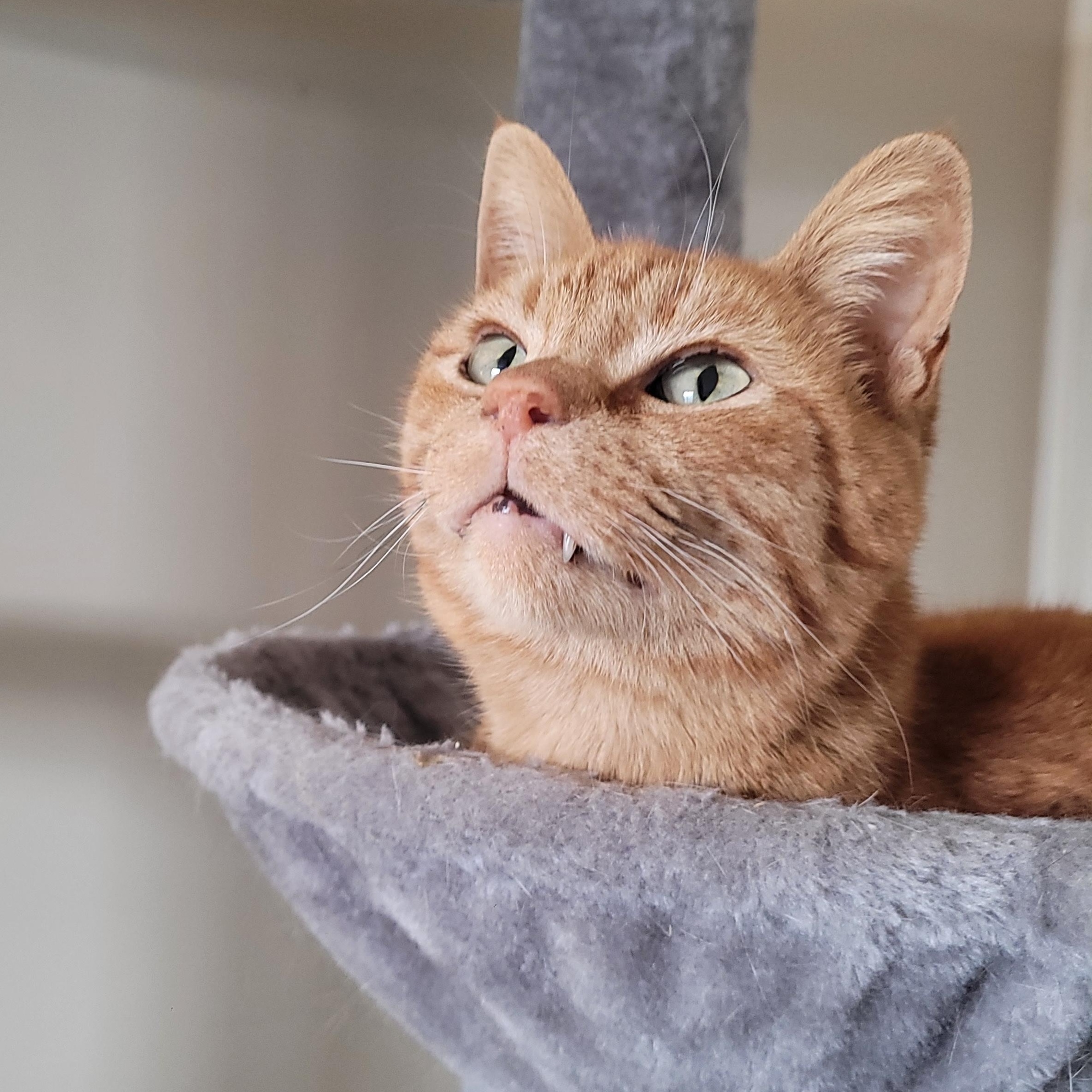 Enlarge Bonita, a ADOPTABLE Domestic Short Hair in Indianapolis, IN image 2/6