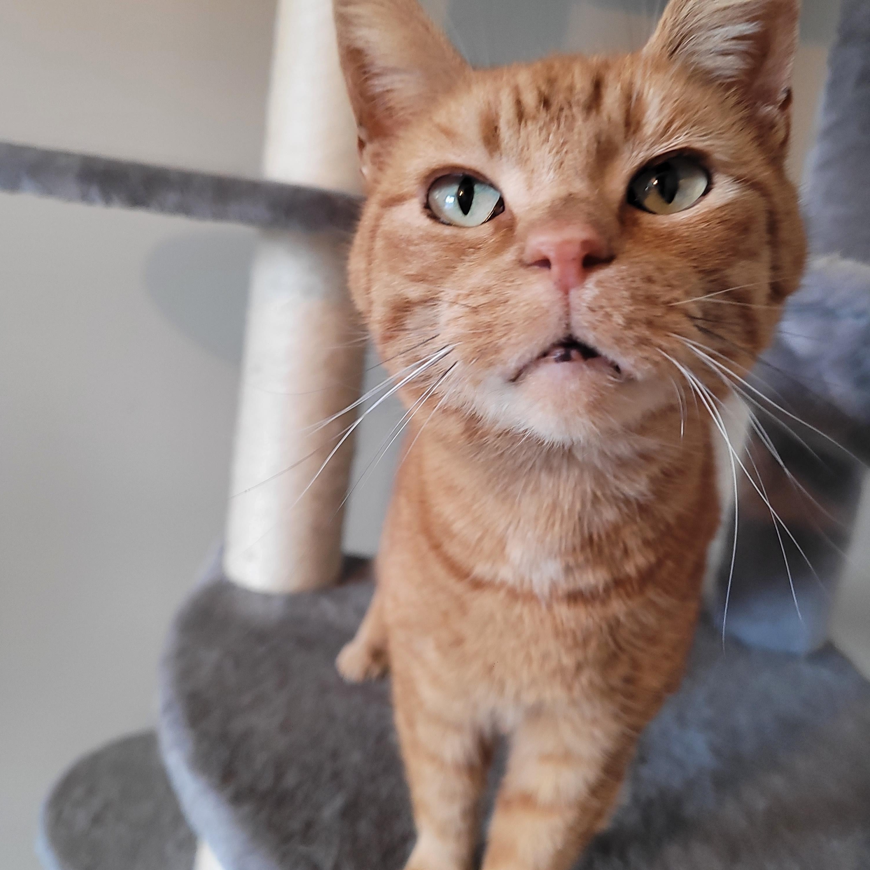 Enlarge Bonita, a ADOPTABLE Domestic Short Hair in Indianapolis, IN image 6/6