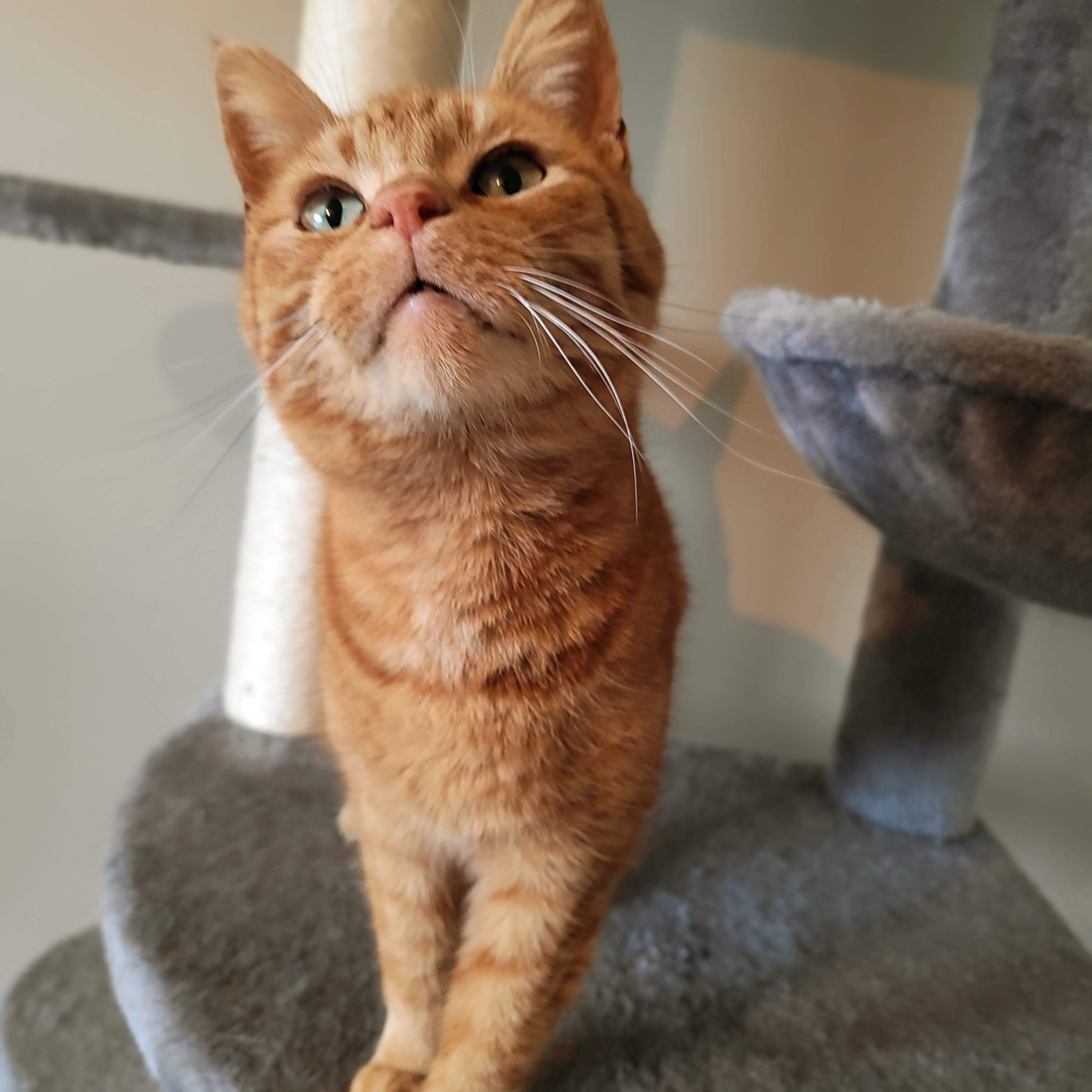 Enlarge Bonita, a ADOPTABLE Domestic Short Hair in Indianapolis, IN image 3/6