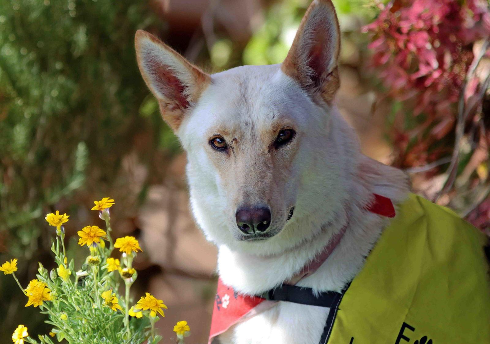 Enlarge Elka, a Adoptable mixed breed in Walnut Creek, CA image 1/3