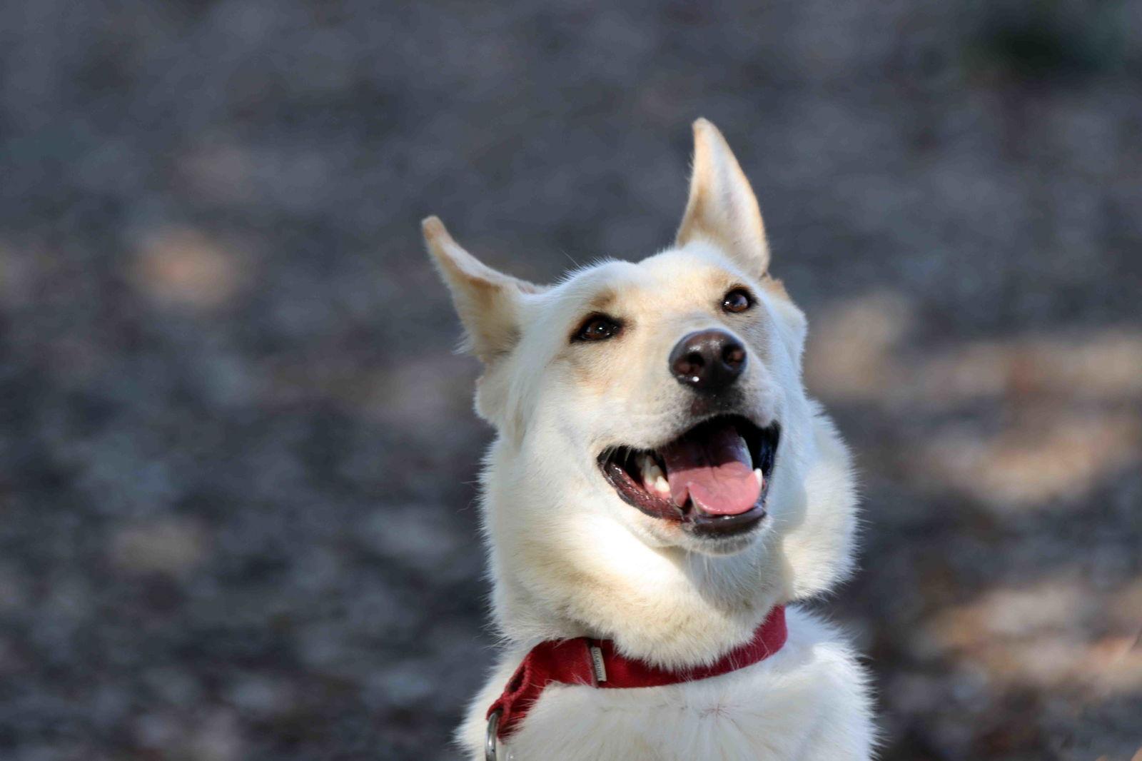 Enlarge Elka, a Adoptable mixed breed in Walnut Creek, CA image 1/3