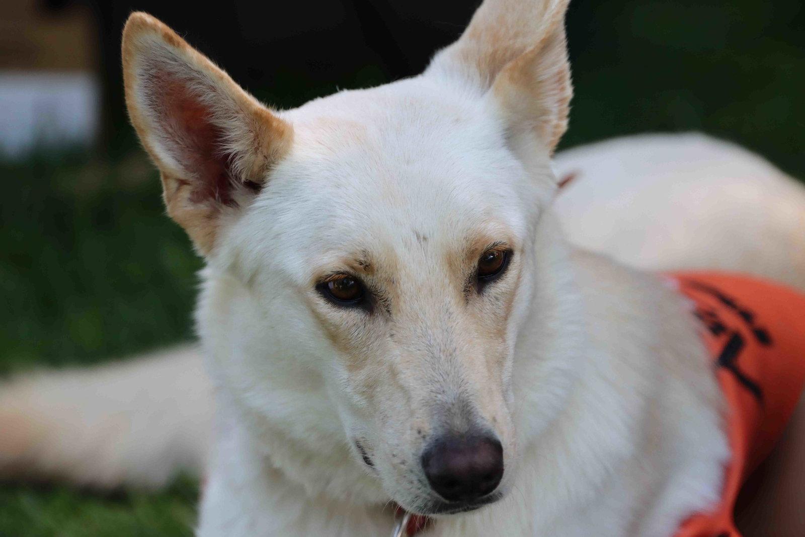 Elka, Adoptable, Young Female Siberian Husky & German Shepherd Dog.