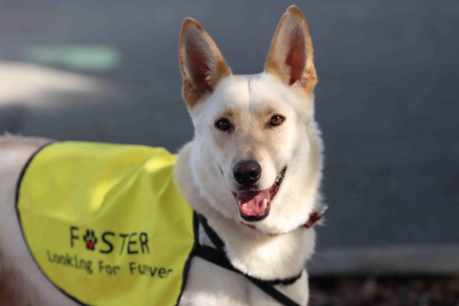 Enlarge Elka, a Adoptable mixed breed in Walnut Creek, CA image 2/3