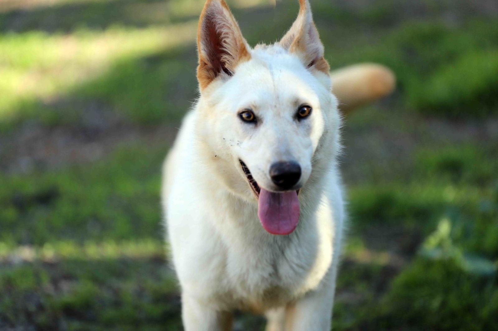 Enlarge Elka, a Adoptable Siberian Husky in Walnut Creek, CA image 1/3