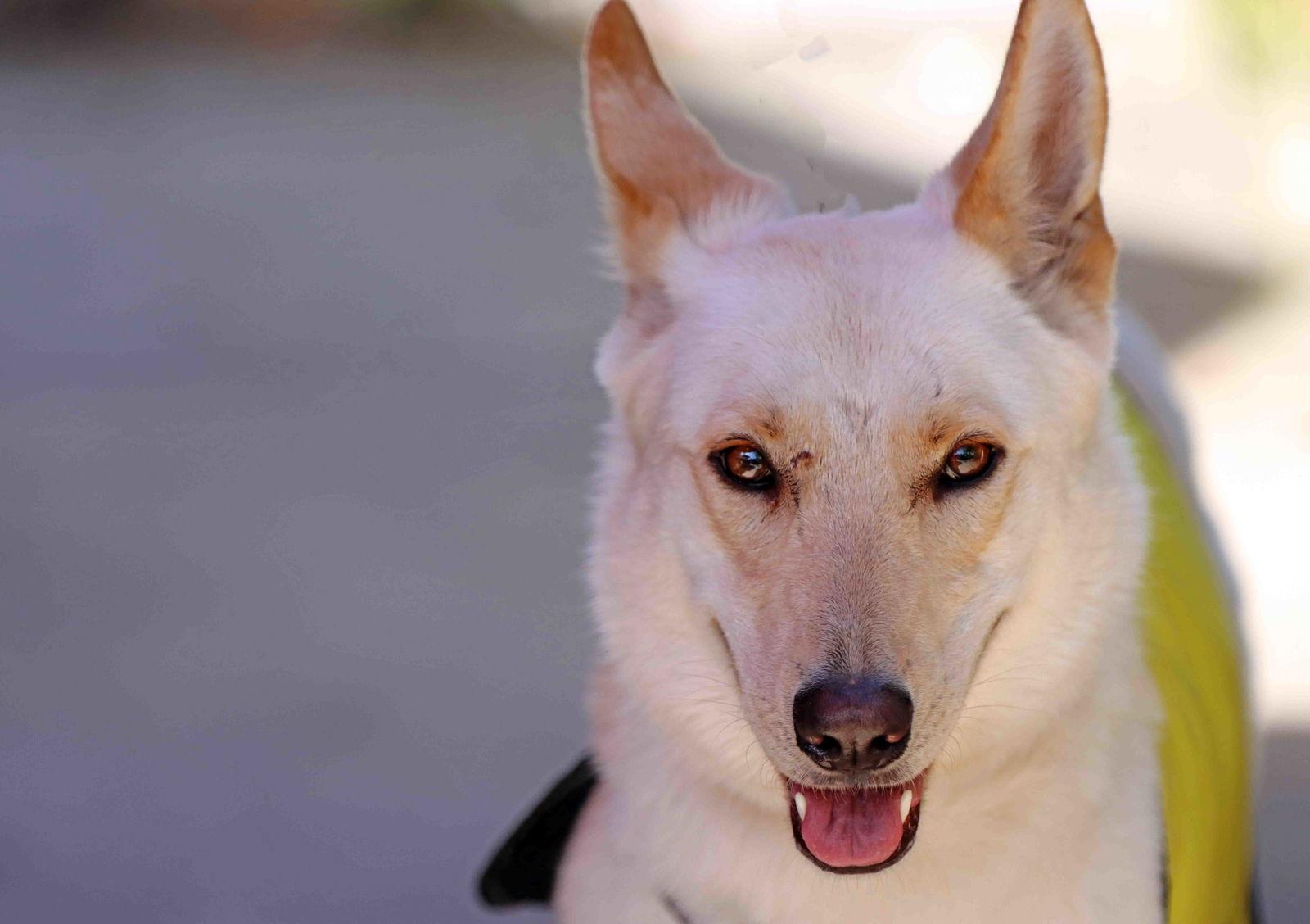 Enlarge Elka, a Adoptable mixed breed in Walnut Creek, CA image 2/3