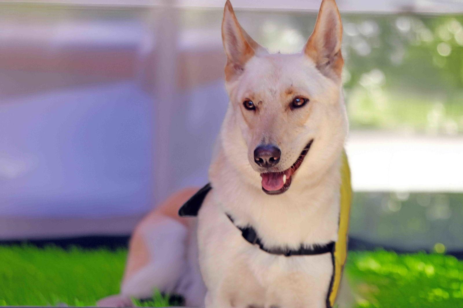 Enlarge Elka, a Adoptable mixed breed in Walnut Creek, CA image 3/3