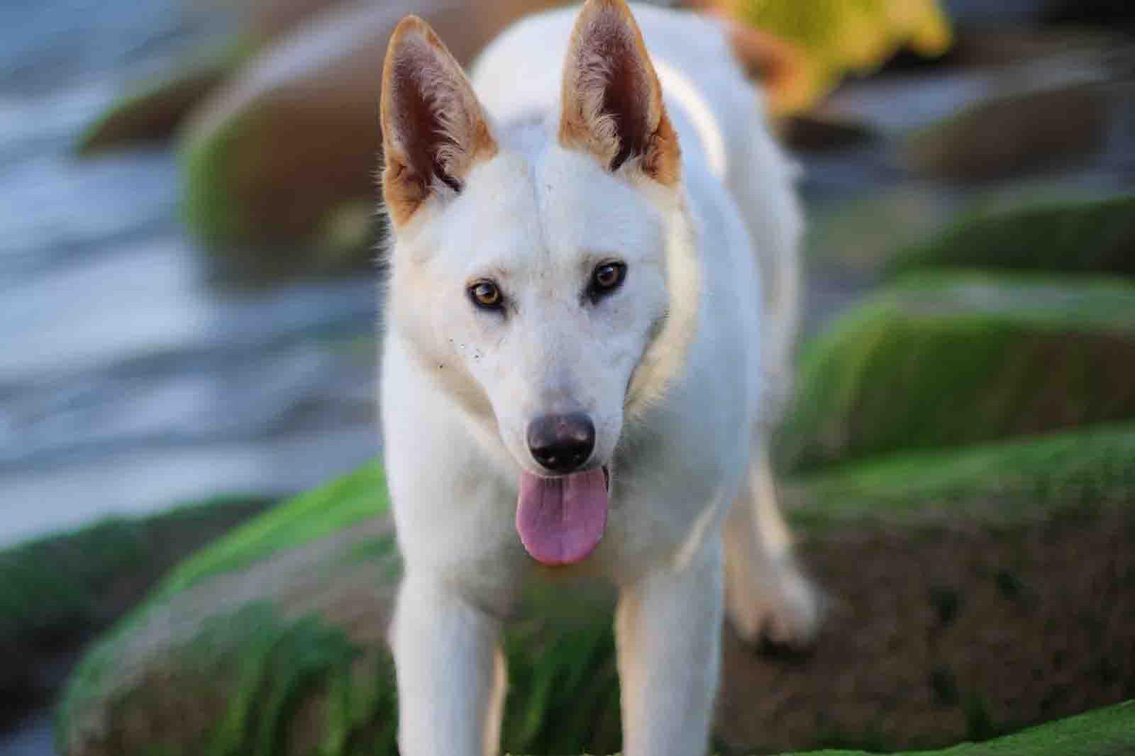 Enlarge Elka, a Adoptable Siberian Husky in Walnut Creek, CA image 2/3
