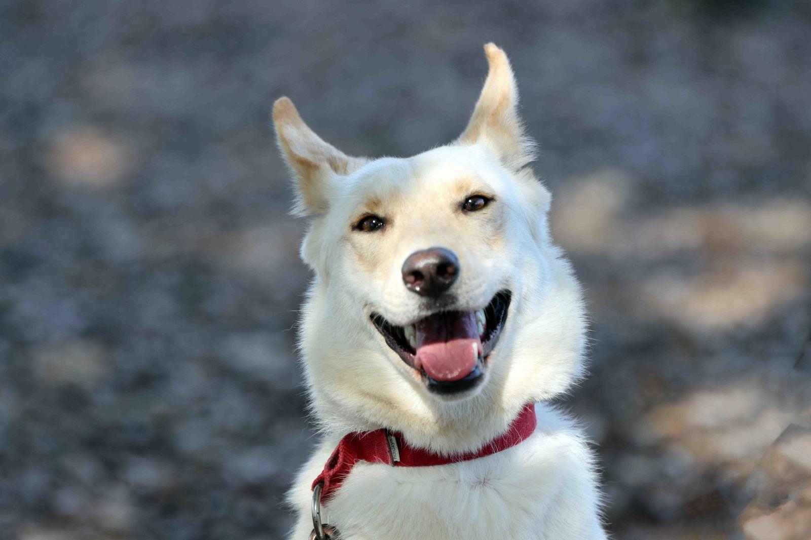 Enlarge Elka, a Adoptable mixed breed in Walnut Creek, CA image 3/3