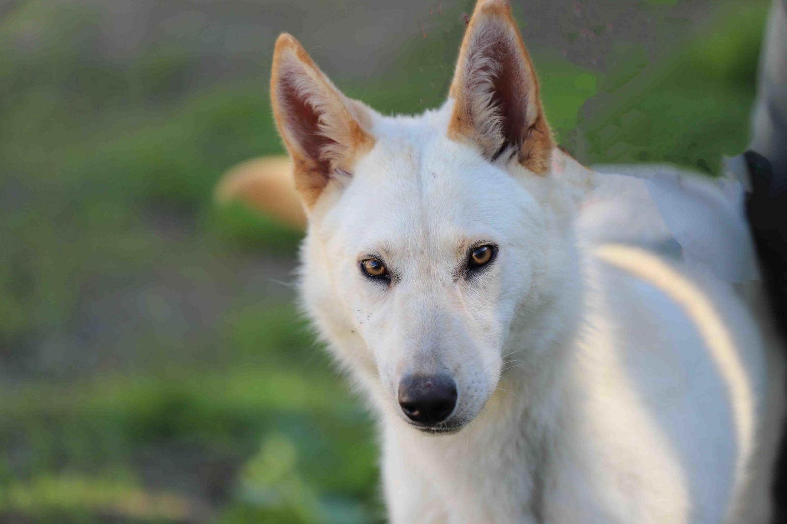 Enlarge Elka, a Adoptable Siberian Husky in Walnut Creek, CA image 3/3