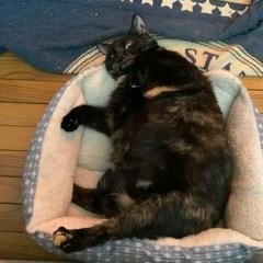 Weenie and Jelly (Bonded females), a ADOPTABLE American Shorthair in North Kingstown, RI image 3/4