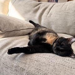 Weenie and Jelly (Bonded females), a ADOPTABLE American Shorthair in North Kingstown, RI image 4/4