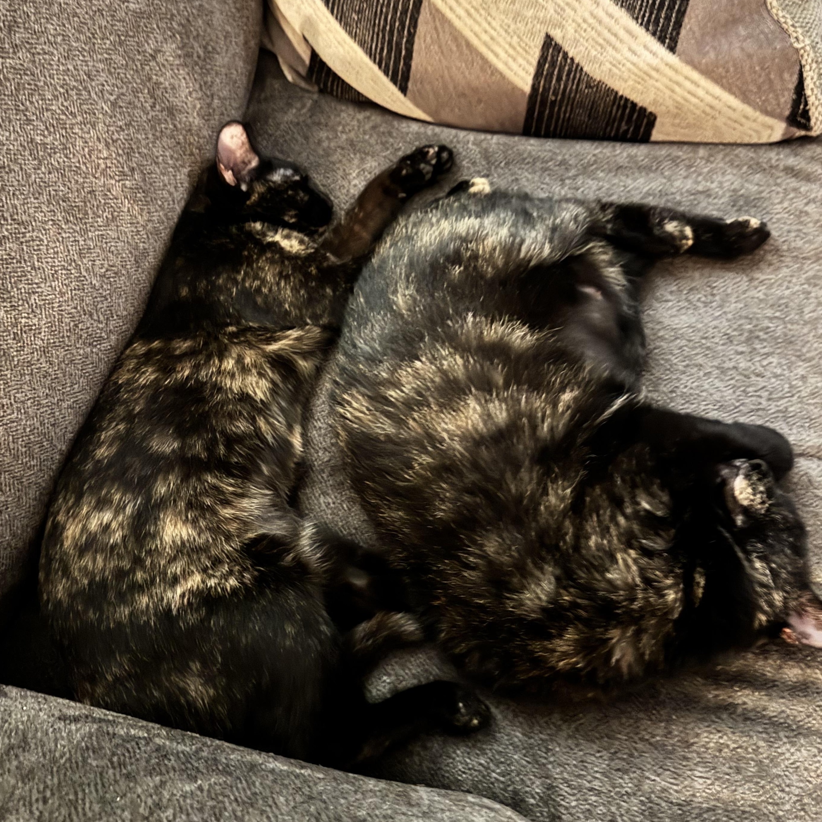 Weenie and Jelly (Bonded females), ADOPTABLE, Adult Female American Shorthair.