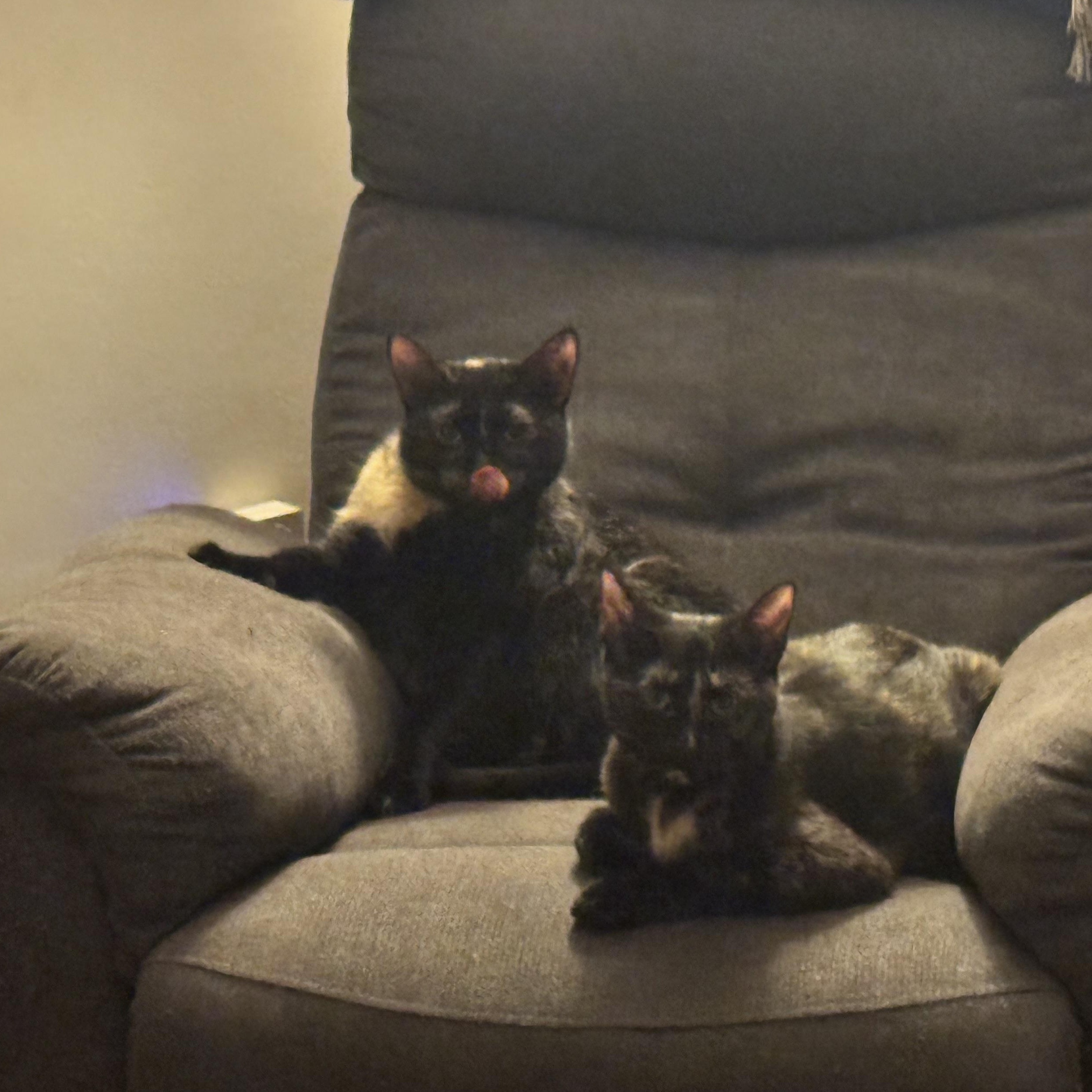 Weenie and Jelly (Bonded females), a ADOPTABLE American Shorthair in North Kingstown, RI image 2/4