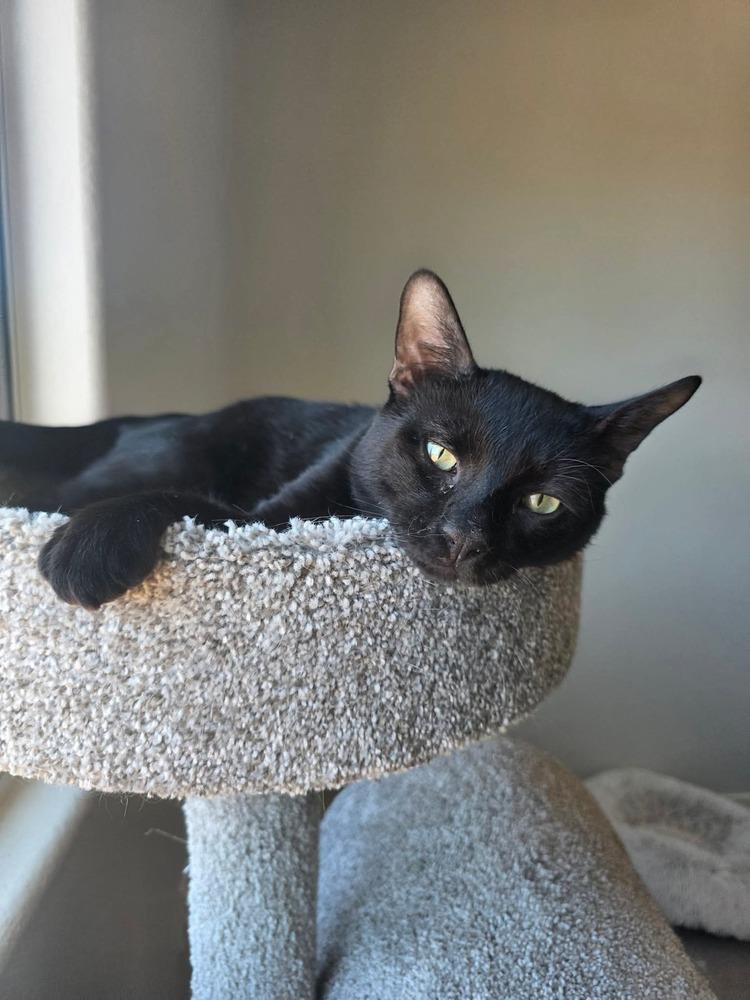 Enlarge Okarun, a Adoptable mixed breed in tucson, AZ image 1/4
