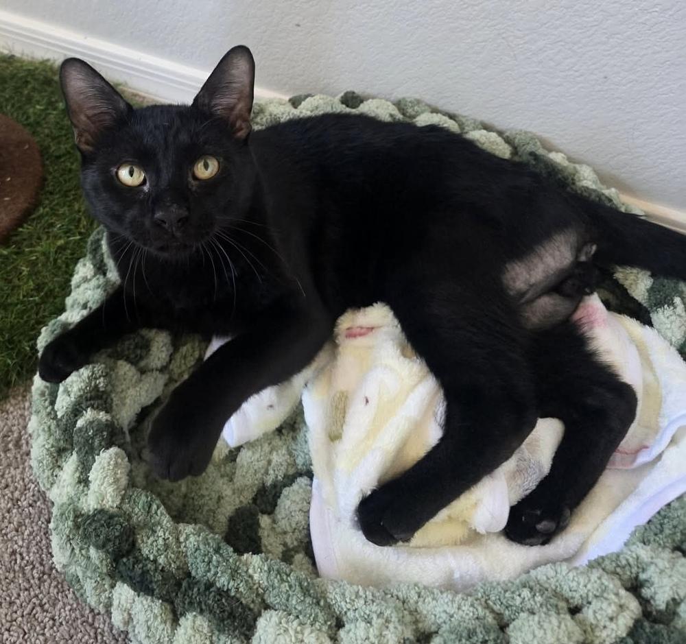 Enlarge Okarun, a Adoptable mixed breed in tucson, AZ image 2/4