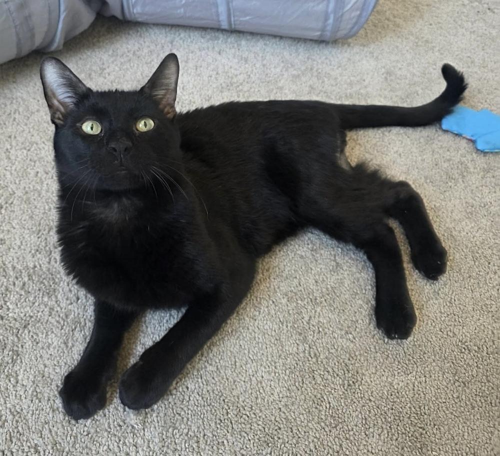 Enlarge Okarun, a Adoptable mixed breed in tucson, AZ image 3/4