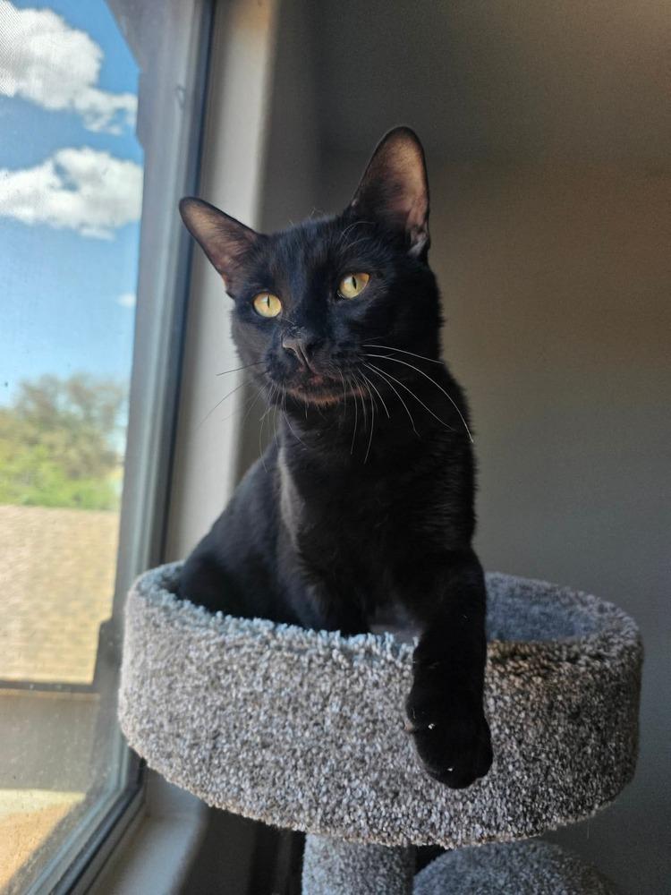 Enlarge Okarun, a Adoptable mixed breed in tucson, AZ image 4/4