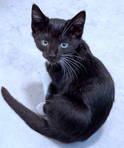 Bay, Adoptable, Young Female Tuxedo.