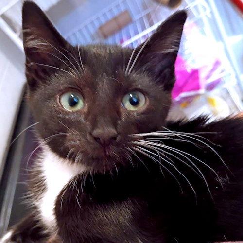 Enlarge Bay, a Adoptable Tuxedo in Rutherfordton, NC image 2/2