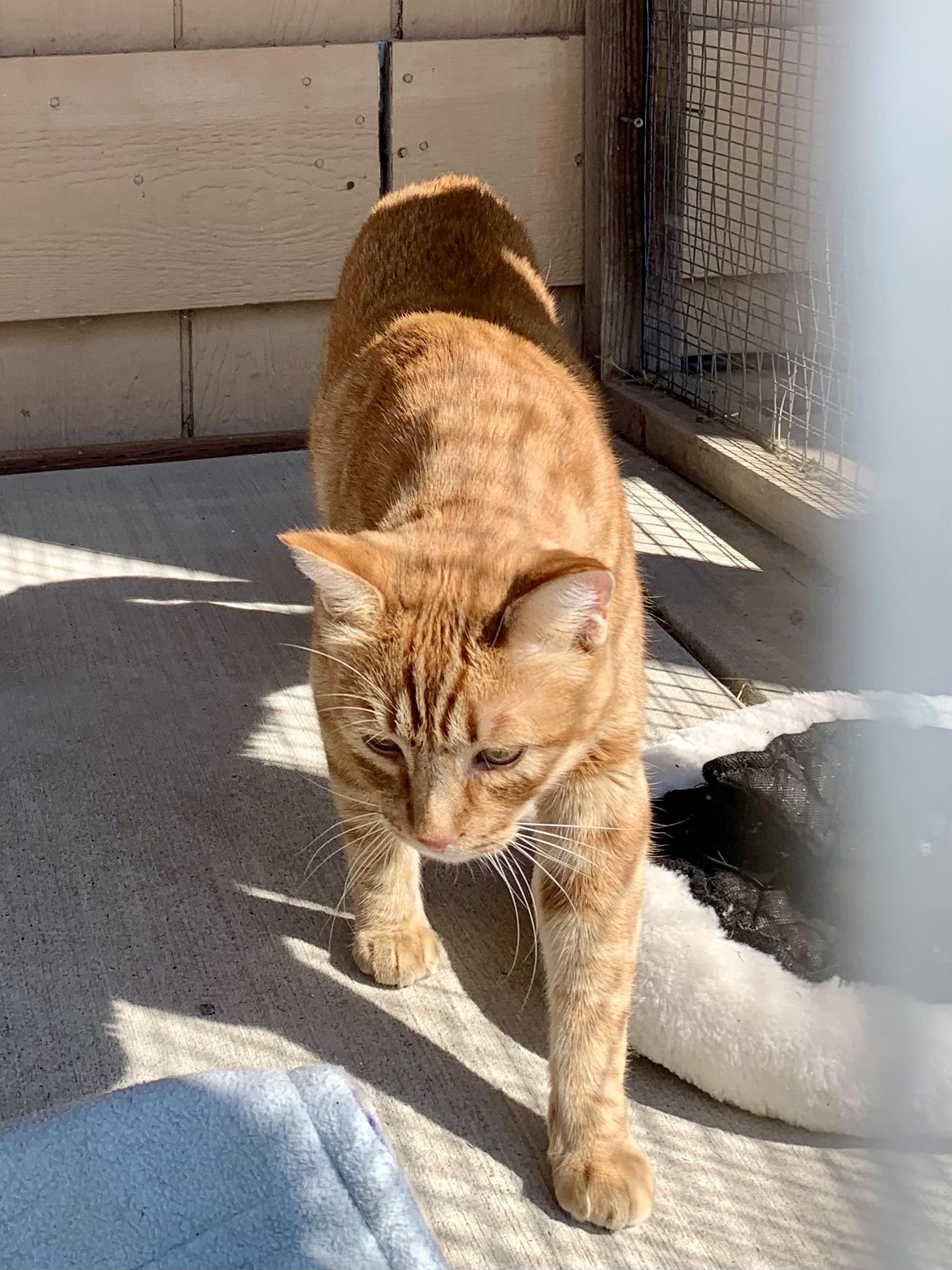 Enlarge Candy Corn, a Adoptable Domestic Short Hair in Grass Valley, CA image 3/6