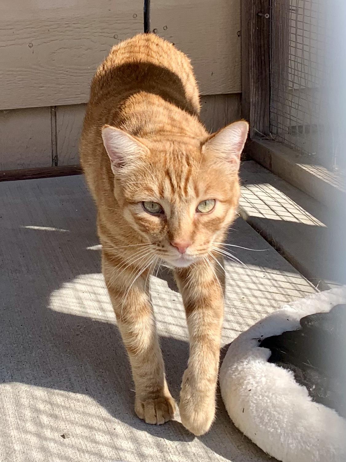 Candy Corn, Adoptable, Adult Male Domestic Short Hair.