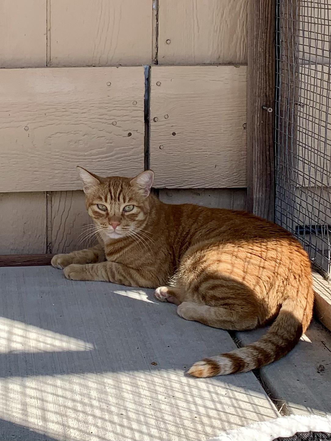 Enlarge Candy Corn, a Adoptable Domestic Short Hair in Grass Valley, CA image 2/6