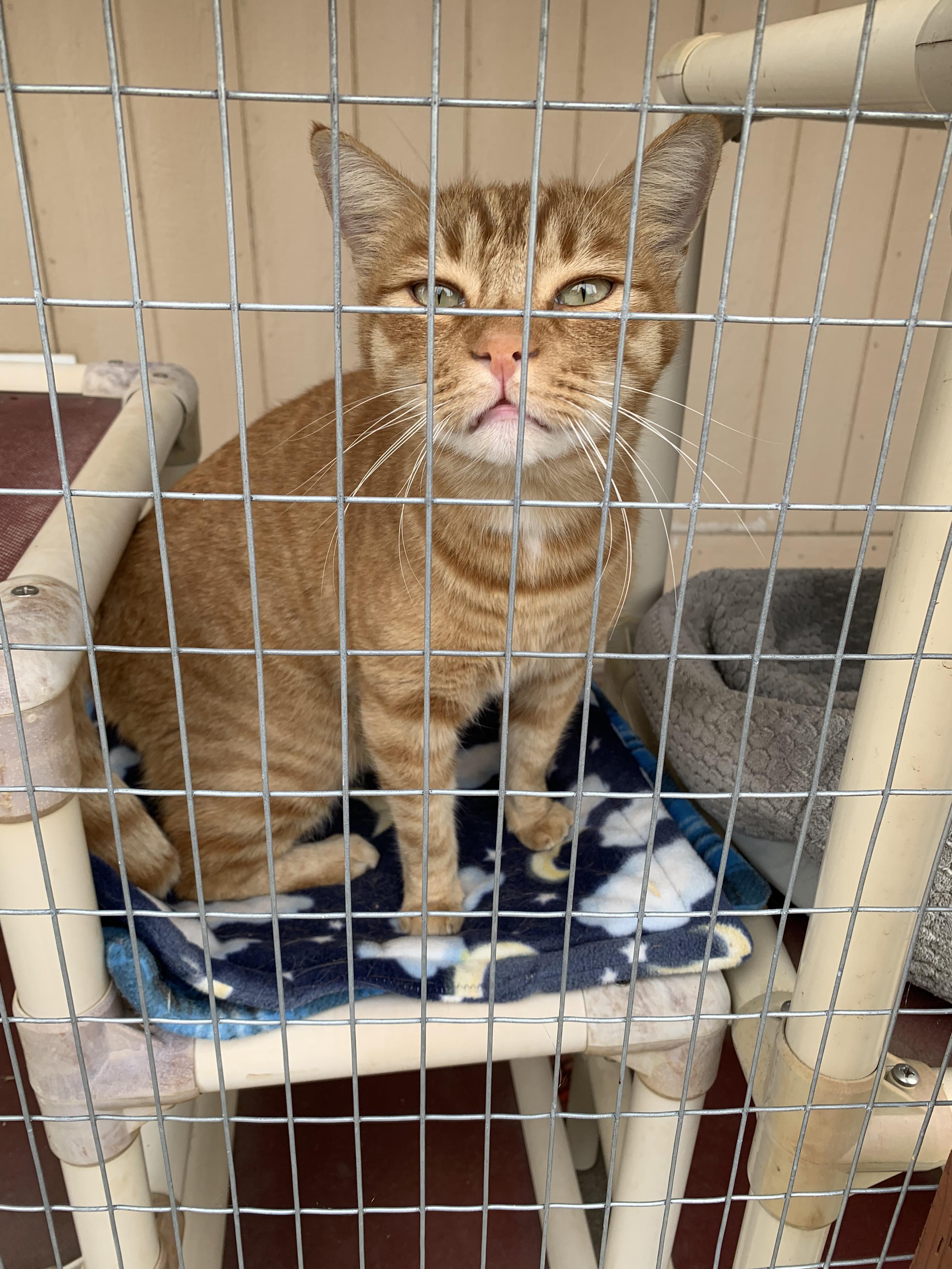 Enlarge Candy Corn, a Adoptable Domestic Short Hair in Grass Valley, CA image 5/6