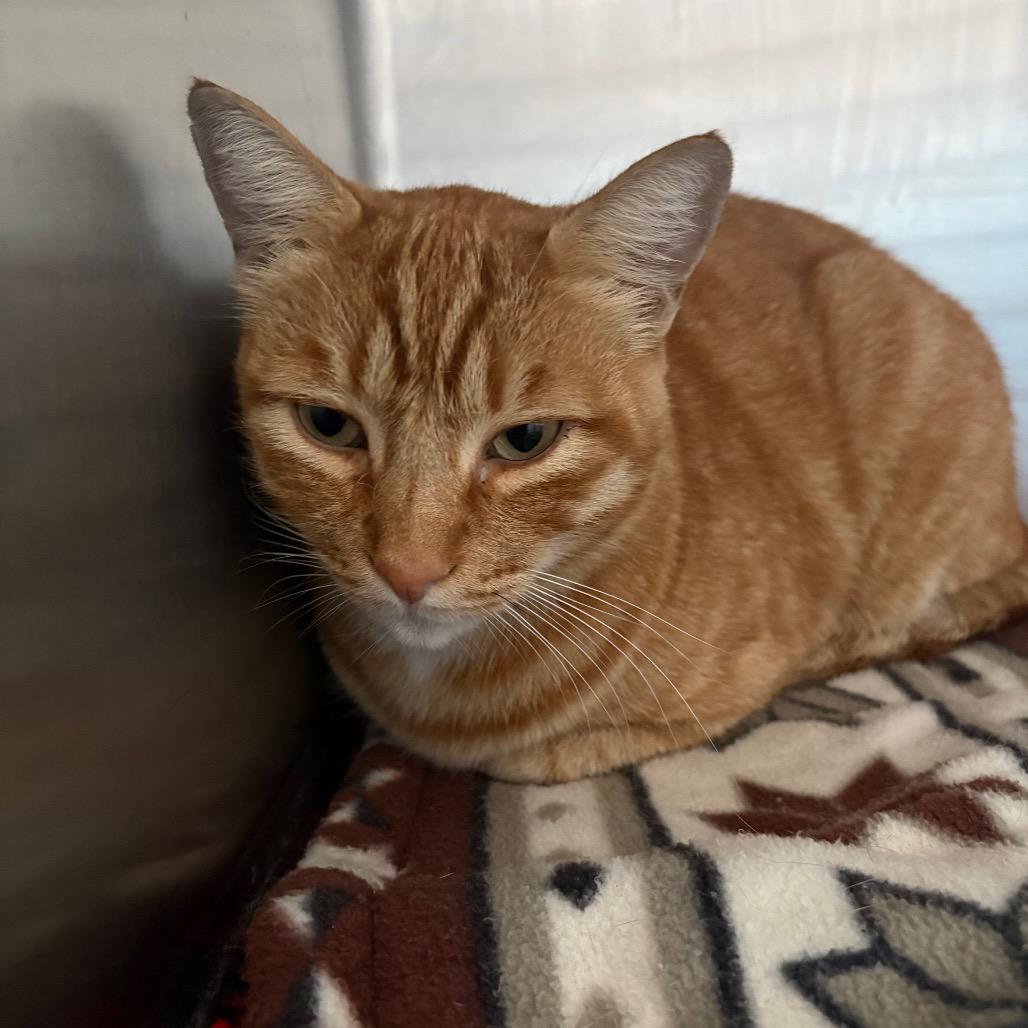 Enlarge Candy Corn, a Adoptable Domestic Short Hair in Grass Valley, CA image 4/6