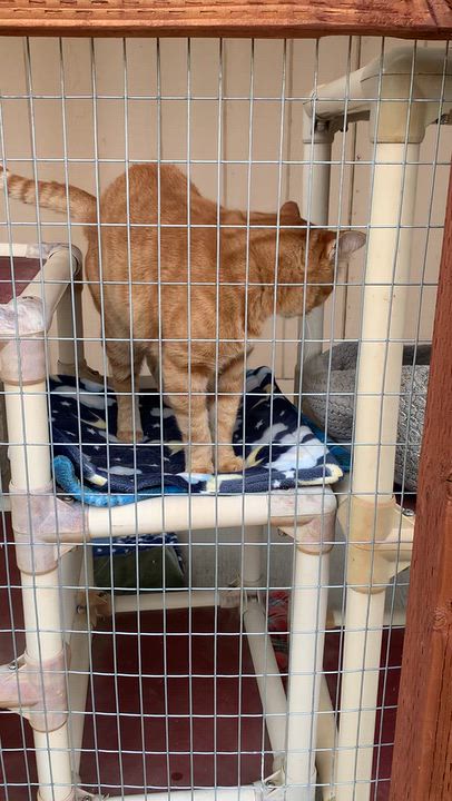 Enlarge Candy Corn, a Adoptable Domestic Short Hair in Grass Valley, CA video 6/6