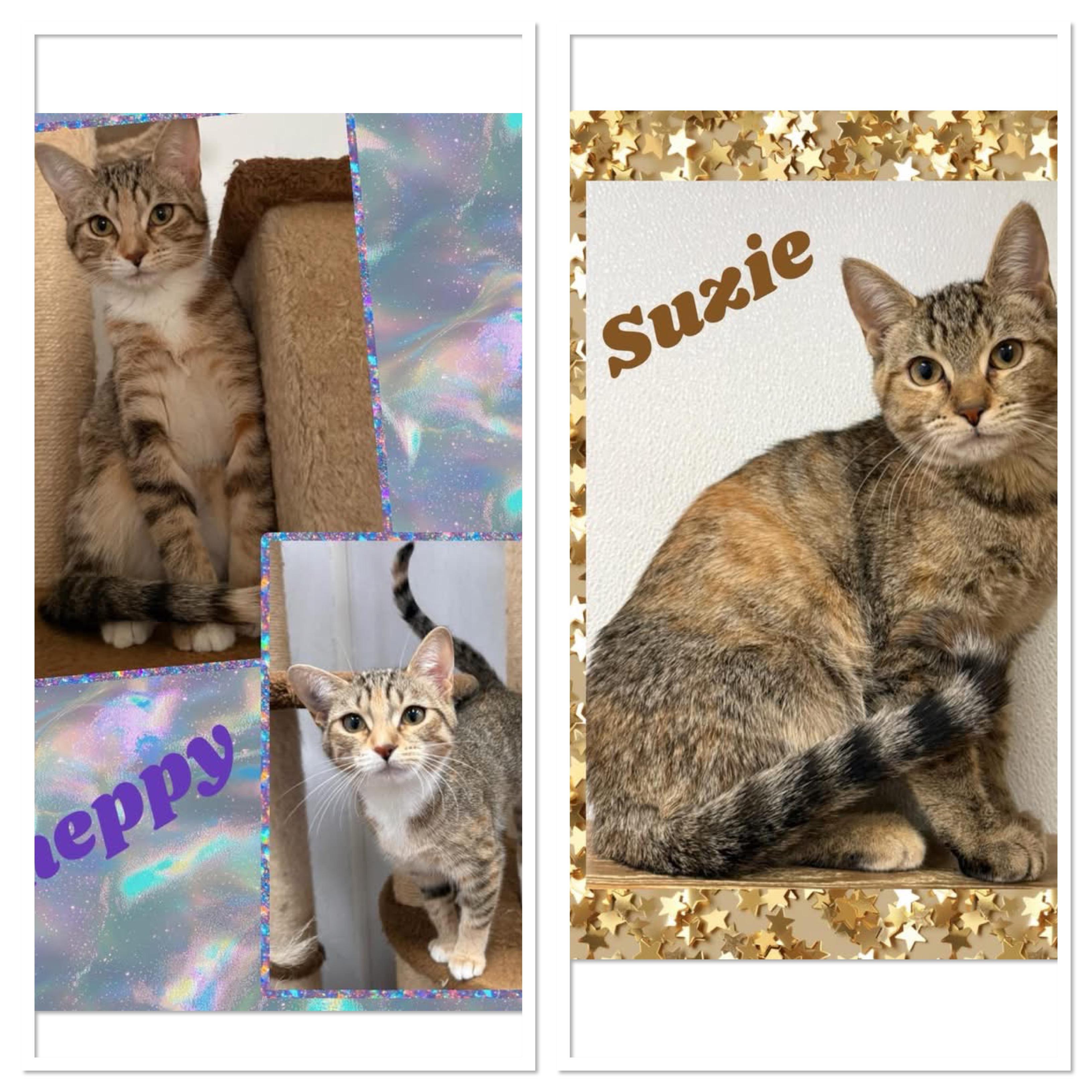 Suzie and Sheppy , ADOPTABLE, Young Female Domestic Short Hair.