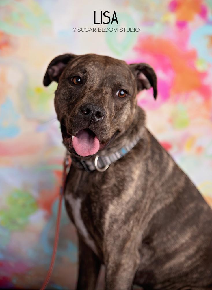 Enlarge Lisa, a Adoptable mixed breed in Littleton, CO image 1/6