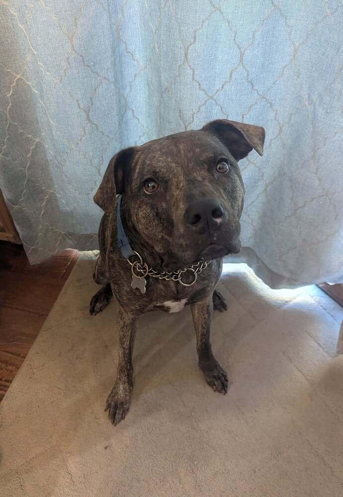 Enlarge Lisa, a Adoptable mixed breed in Littleton, CO image 4/6