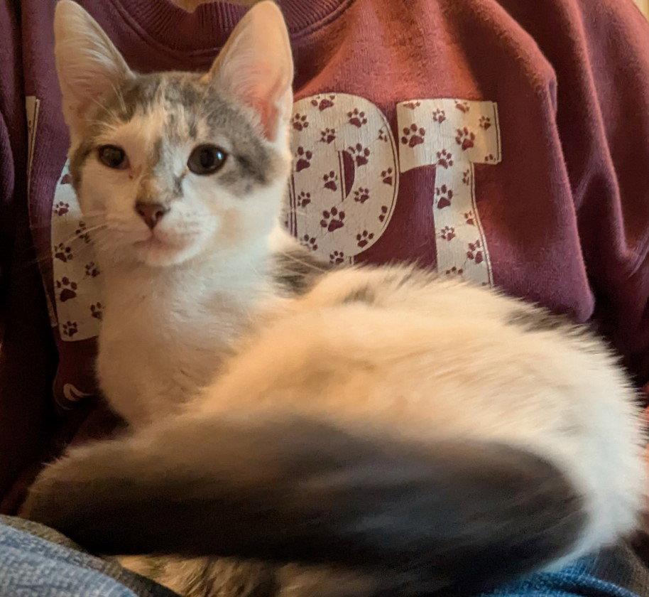 Mars, a Adopted Domestic Short Hair in Carrollton, GA image 1/3