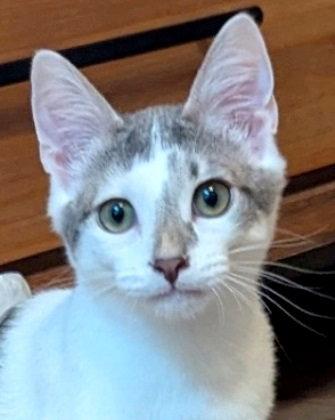 Mars, a Adopted Domestic Short Hair in Carrollton, GA image 2/3