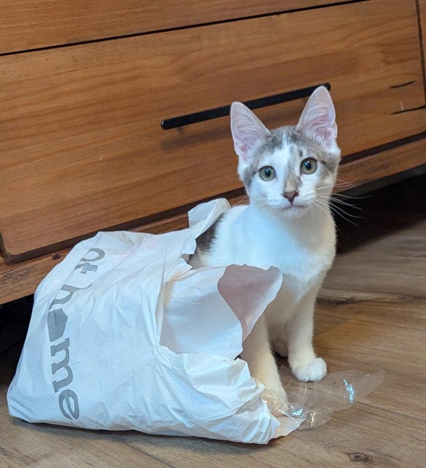 Mars, a Adopted Domestic Short Hair in Carrollton, GA image 3/3