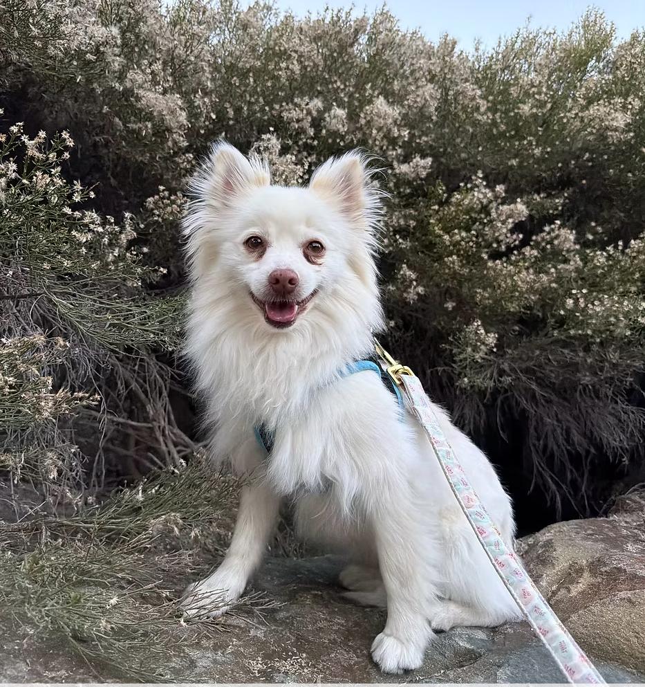 Moonshine, ADOPTABLE, Adult Male Pomeranian.