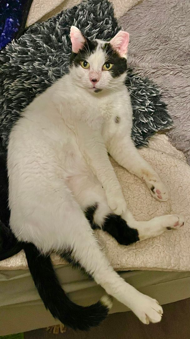 Mr. Moo