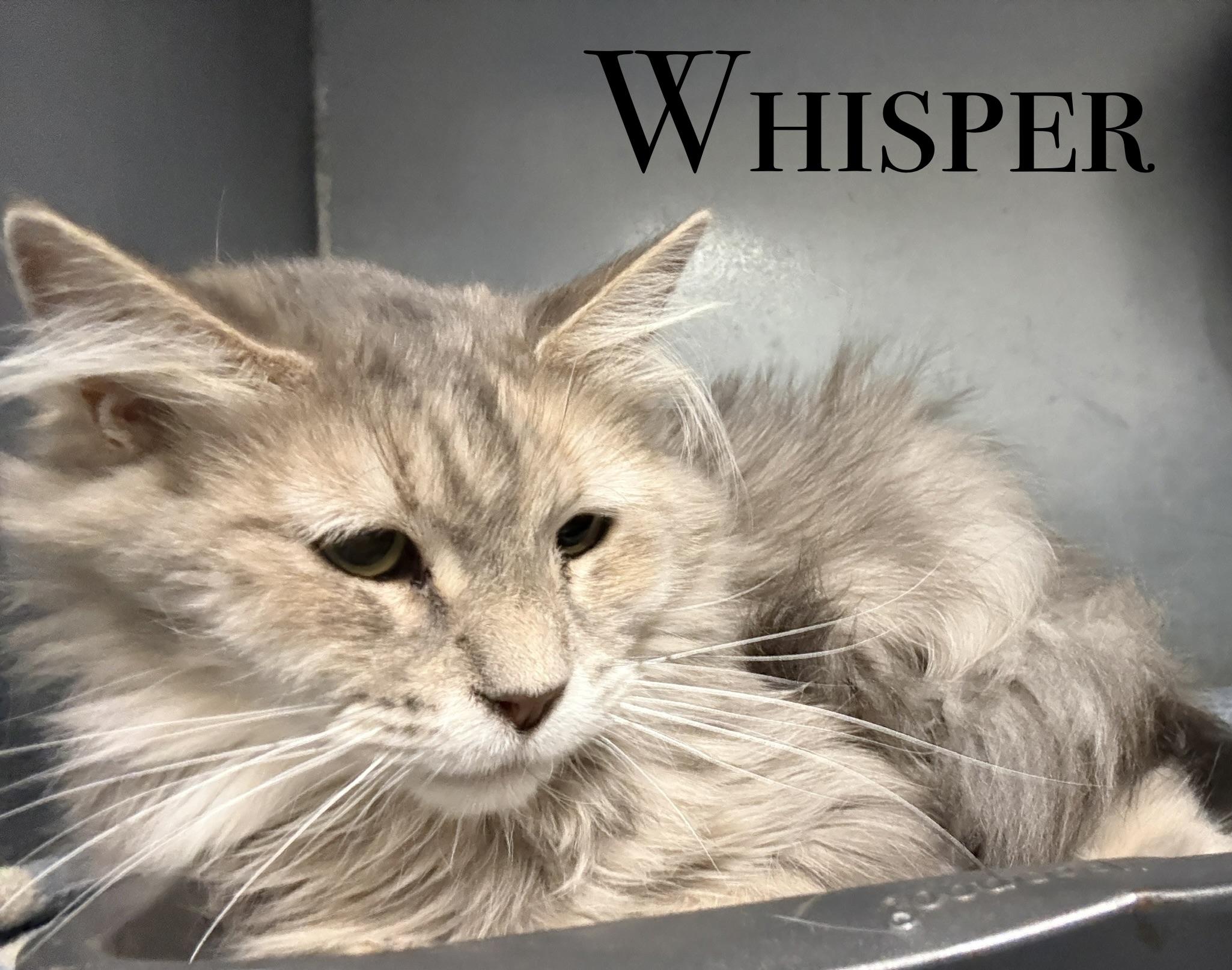 Even more kittens, ADOPTABLE, Kitten Female Domestic Short Hair.