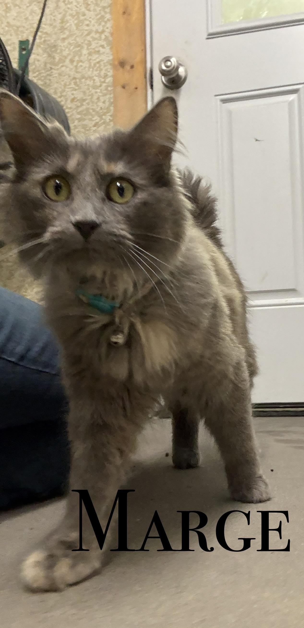 Enlarge Even more kittens, a ADOPTABLE Domestic Short Hair in Craig, CO image 4/4