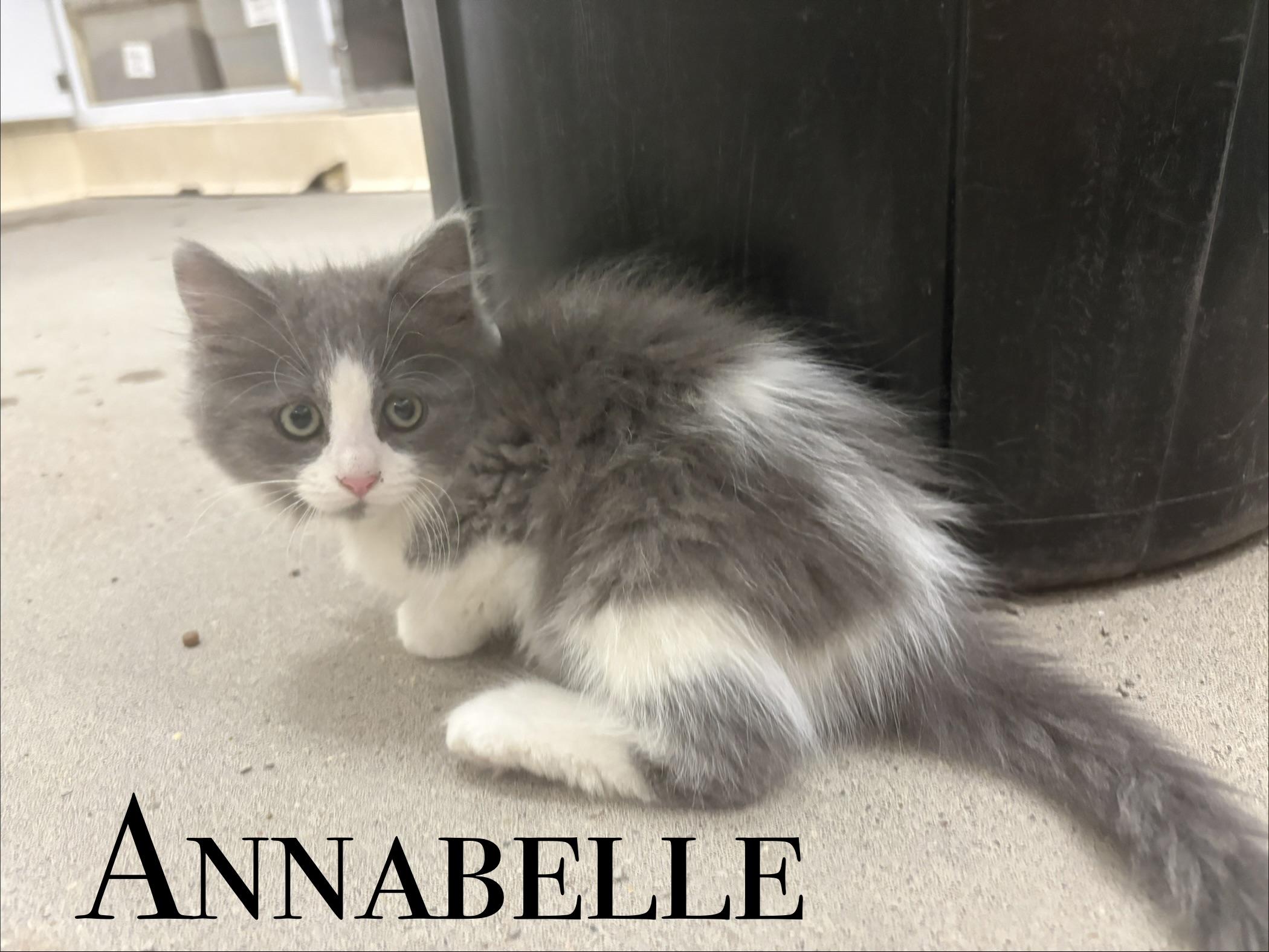Even more kittens, adopted, Kitten Female Domestic Short Hair.