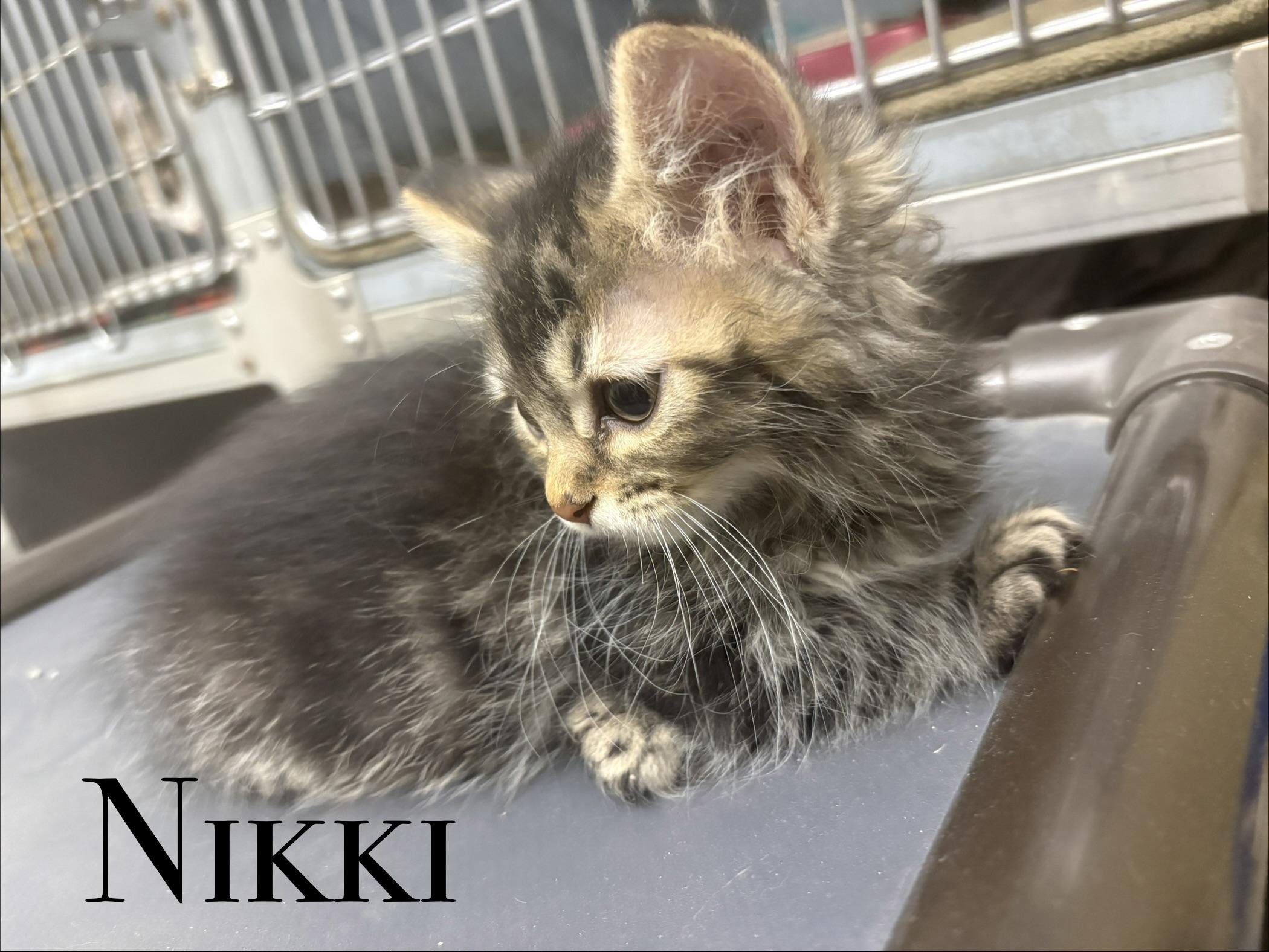 Enlarge Even more kittens, a ADOPTABLE Domestic Short Hair in Craig, CO image 3/4