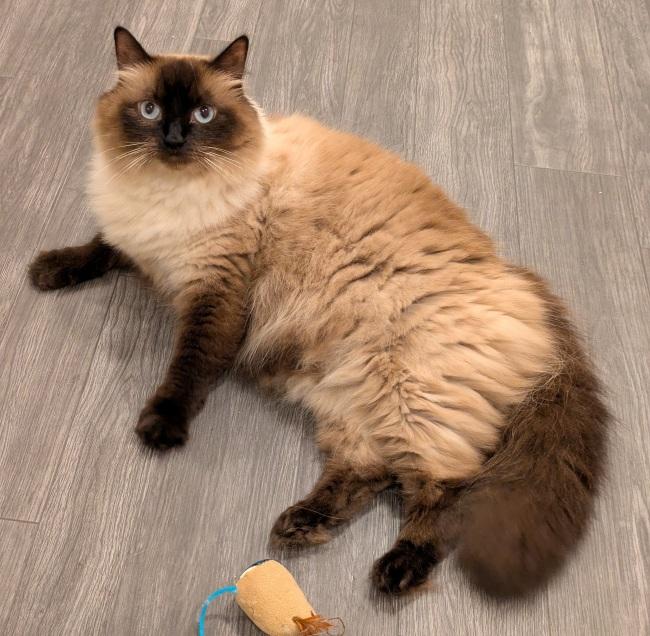 SABRINA, ADOPTABLE, Adult Female Ragdoll.