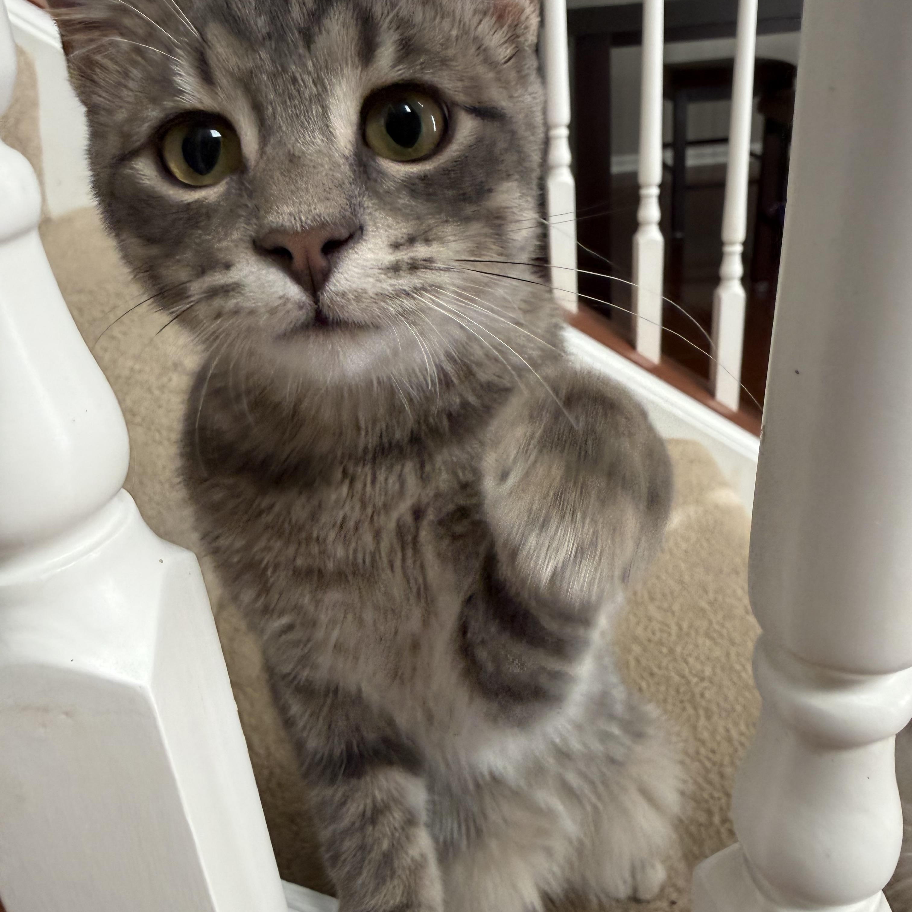 Enlarge Cam, a Adoptable Domestic Medium Hair in Crystal Lake, IL image 1/6