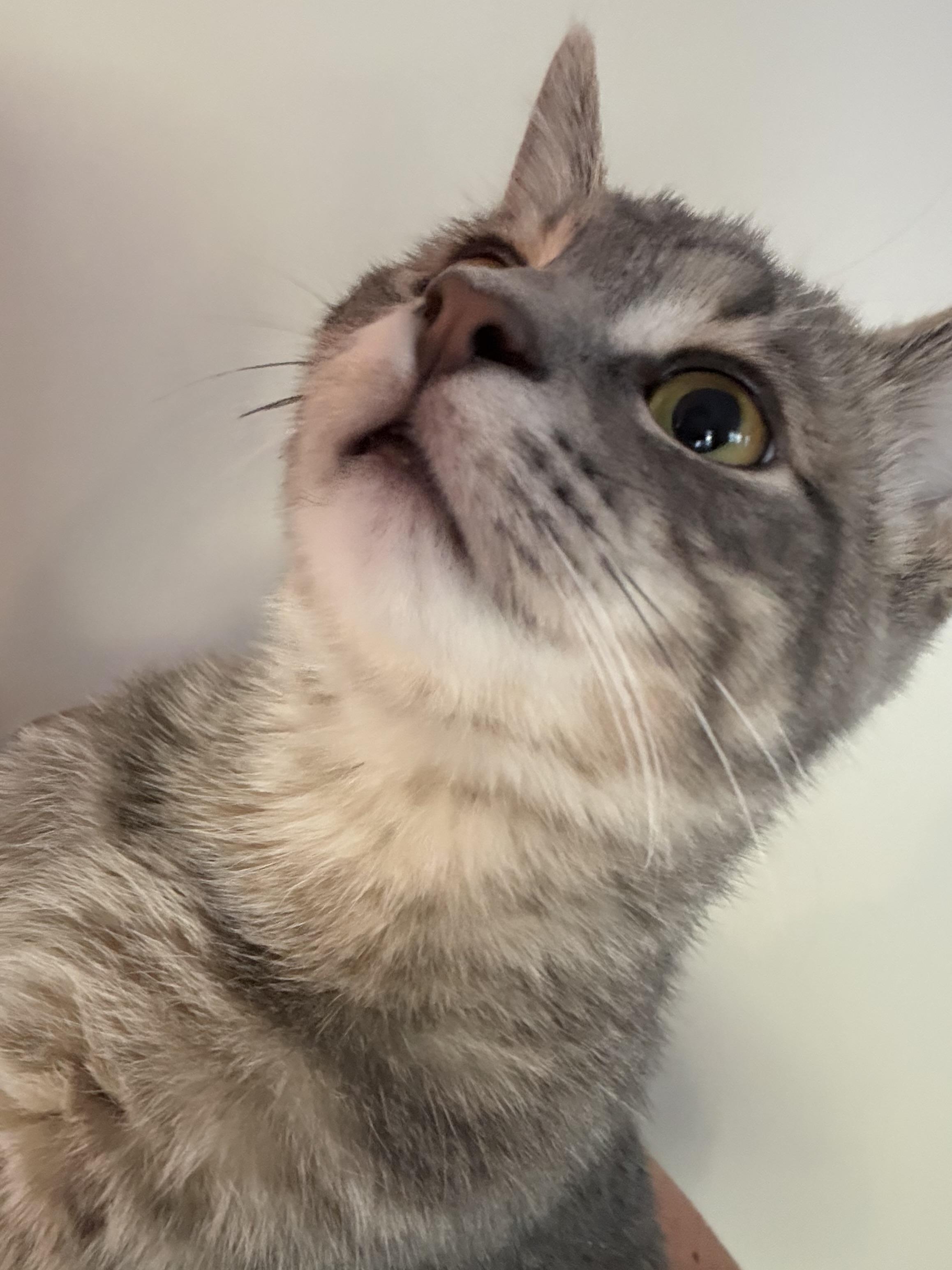 Enlarge Cam, a Adoptable Domestic Medium Hair in Crystal Lake, IL image 6/6
