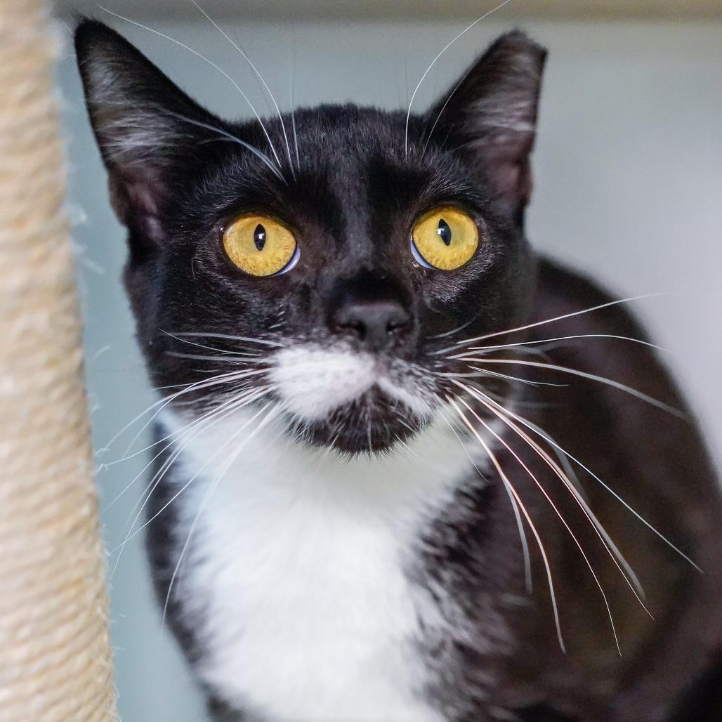 Enlarge Yagi, a Adoptable Domestic Short Hair in Thomaston, ME image 1/1